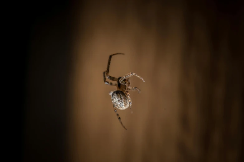 a close up of a spider on a wooden surface, by Adam Pijnacker, unsplash, arabesque, hung above the door, female floating, 2 4 mm iso 8 0 0, cross hatched