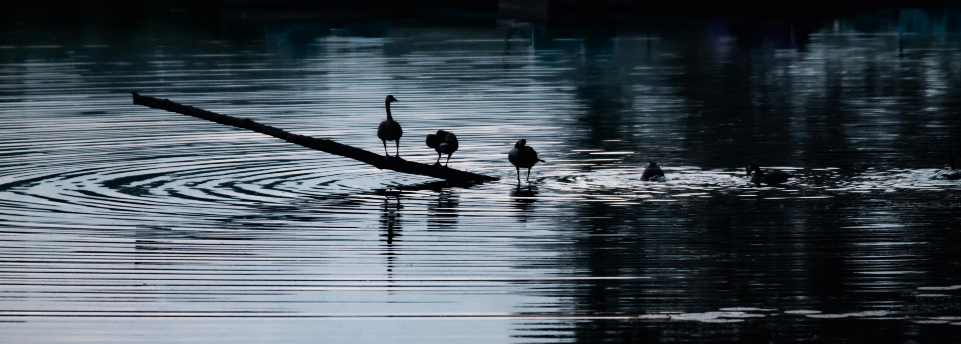 a couple of birds that are standing in the water, a picture, by Gusztáv Kelety, unsplash, minimalism, black swan, siluettes, resting, shot on sony a 7