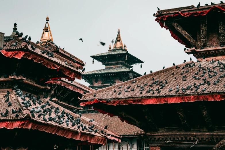 a group of birds sitting on the roof of a building, pexels contest winner, hurufiyya, nepali architecture buildings, cyberpunk temple, umbrellas, 1 4 9 3