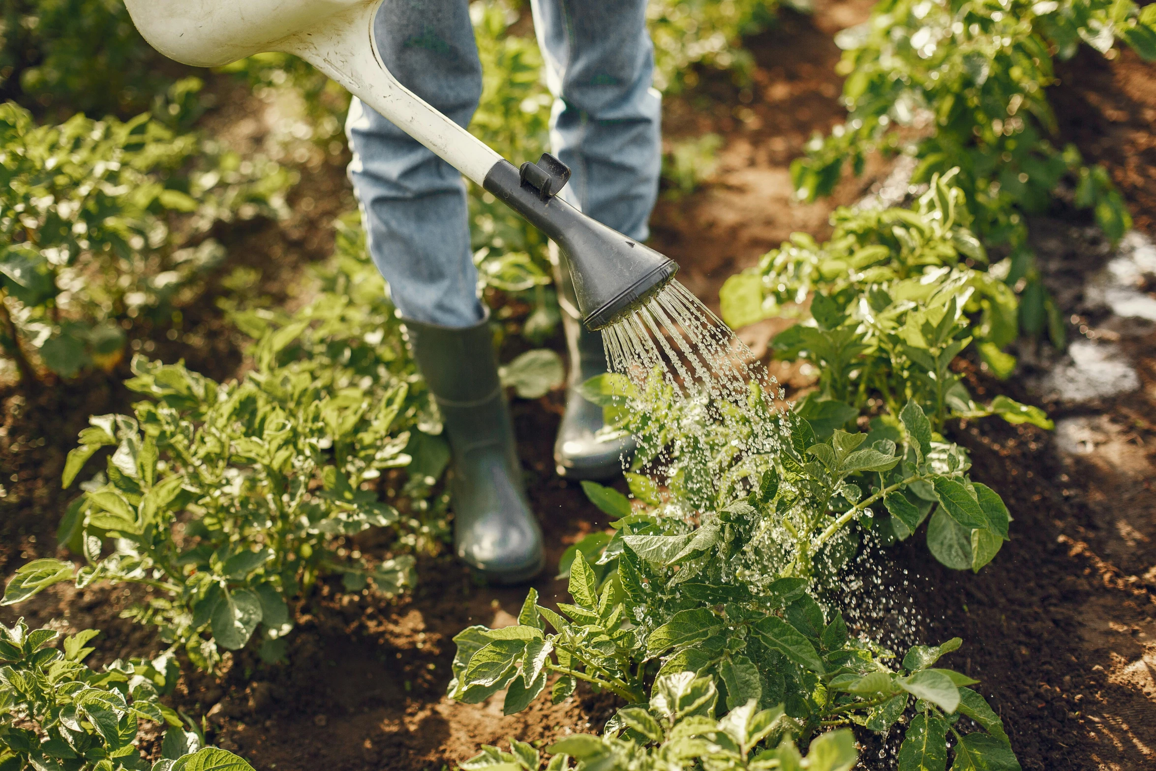 a person is watering plants with a watering hose, a photo, by Nicolette Macnamara, shutterstock, figuration libre, farming, about to step on you, vegetable foliage, 15081959 21121991 01012000 4k