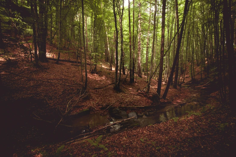 a stream running through a forest filled with lots of trees, inspired by Elsa Bleda, unsplash contest winner, renaissance, 2 5 6 x 2 5 6 pixels, transylvania, brown, ((forest))