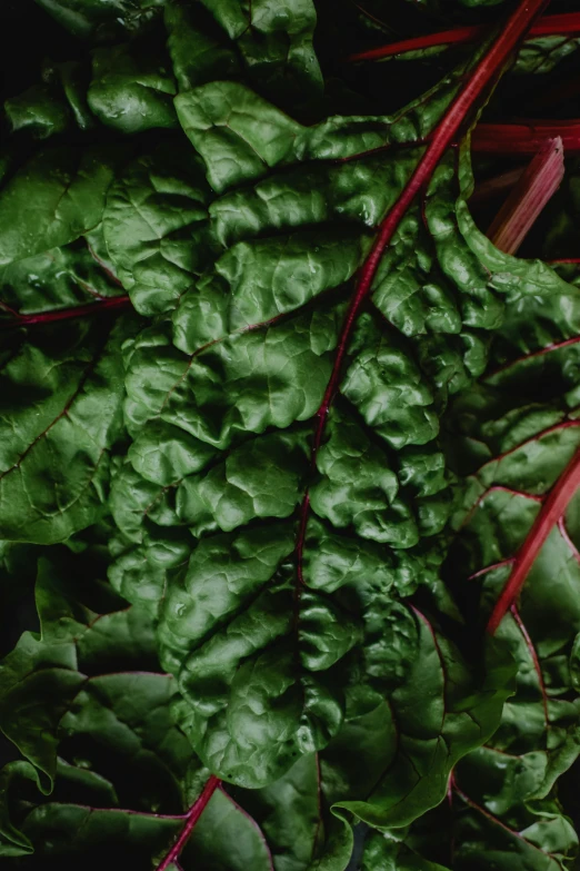 a close up of a bunch of vegetables, dark green leaves, dark red color, fujicolor sample, ground - level medium shot
