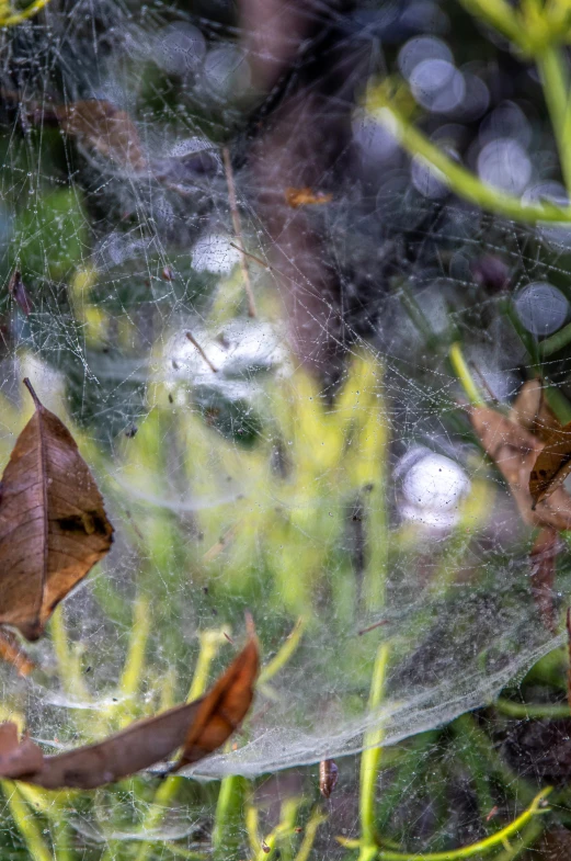 a close up of a spider web in a tree, by Tony Szczudlo, vines wrap around the terrarium, wet reflections in square eyes, today\'s featured photograph 4k, autumn overgrowth