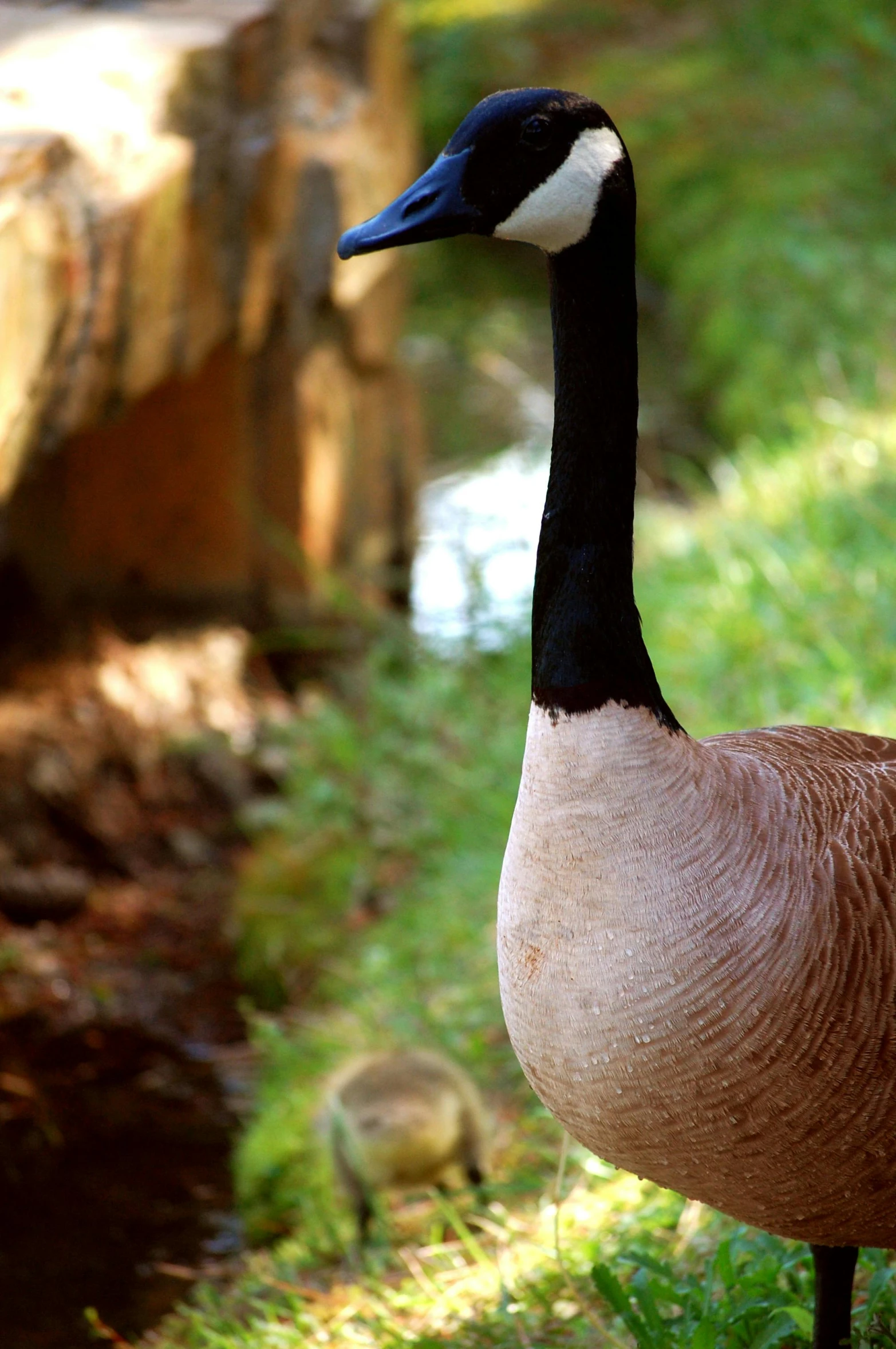 a goose that is standing in the grass