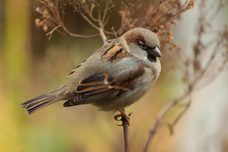 a small bird sitting on top of a tree branch, a portrait, pexels contest winner, renaissance, brown haired, avatar image, sparrows, muted browns