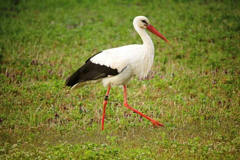 a large white bird standing on top of a lush green field, pixabay, long thin legs, side view of her taking steps, 🦩🪐🐞👩🏻🦳, an oldman