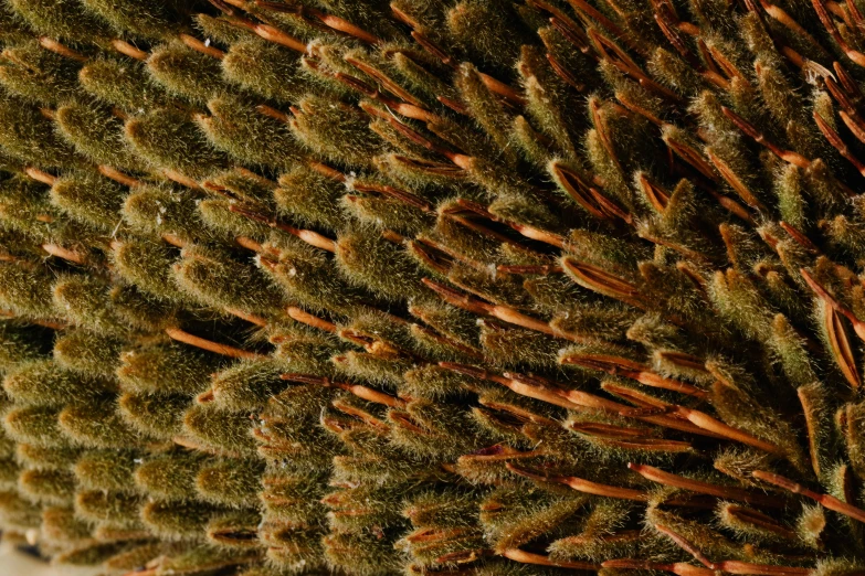 a close up of a bunch of pine needles, a macro photograph, by David Simpson, flickr, hurufiyya, sea anemone, brush texture, underside, brown scales