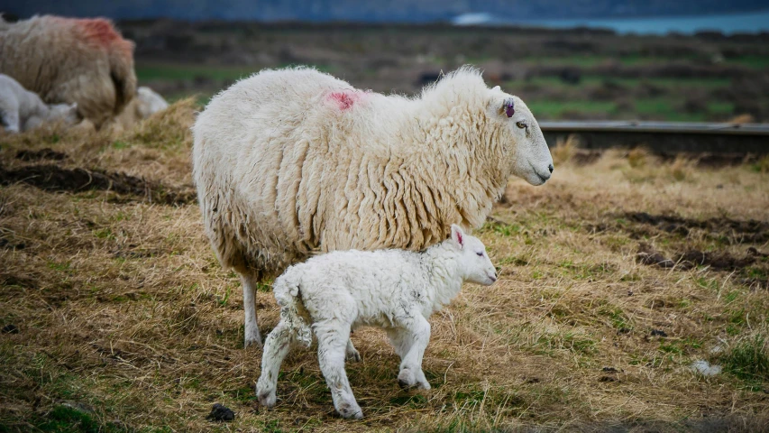 a couple of sheep standing on top of a grass covered field, by Jan Tengnagel, pexels contest winner, renaissance, maternal, the birth, reykjavik, fluffy ears and a long