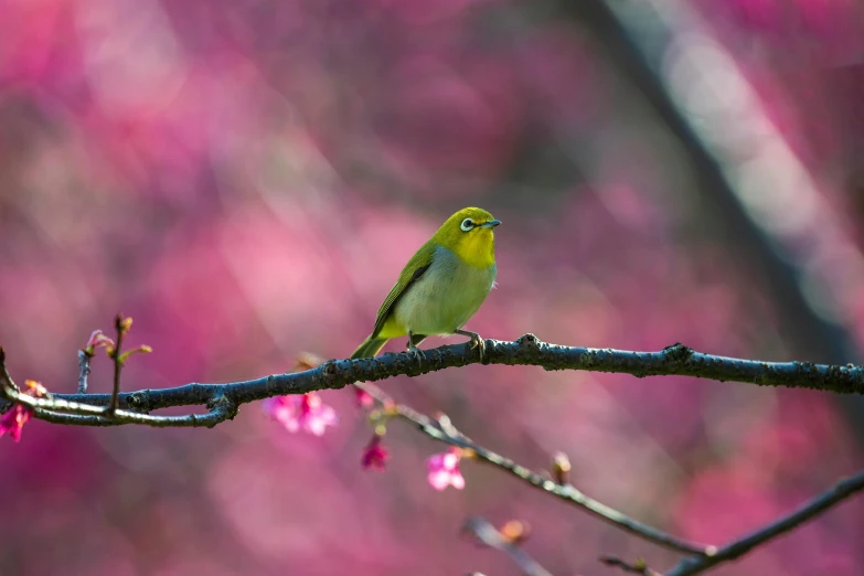 a small bird sitting on top of a tree branch, pexels contest winner, pink and yellow, a green gold forest in japan, 3 are spring, with a bright yellow aureola