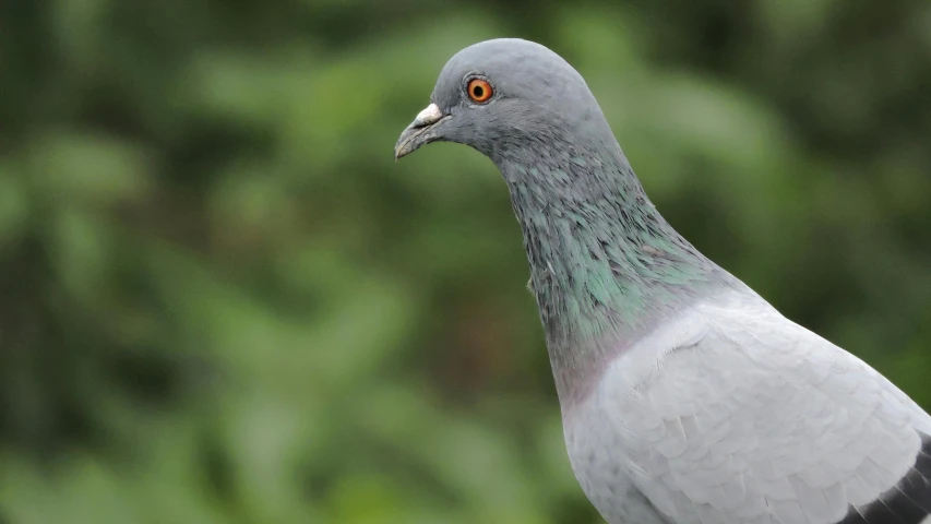 a close up of a pigeon with a blurry background, by Jan Tengnagel, fan favorite, malika favre, grey