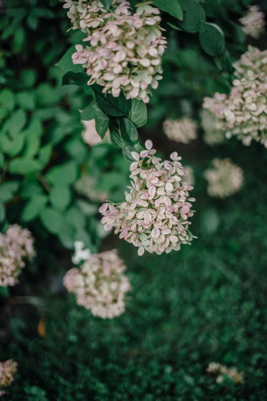 a bunch of flowers sitting on top of a lush green field, a picture, inspired by Elsa Bleda, unsplash, hydrangea, low quality photo, color image, soft blush