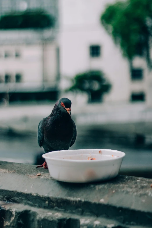 a pigeon sitting on a ledge next to a bowl of food, pexels contest winner, rainy, paul barson, stew, a small