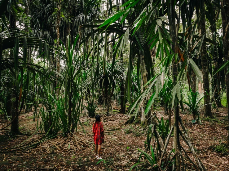 a little girl standing in the middle of a forest, by Daniel Lieske, sumatraism, justina blakeney, tropical palms, hiding, instagram photo