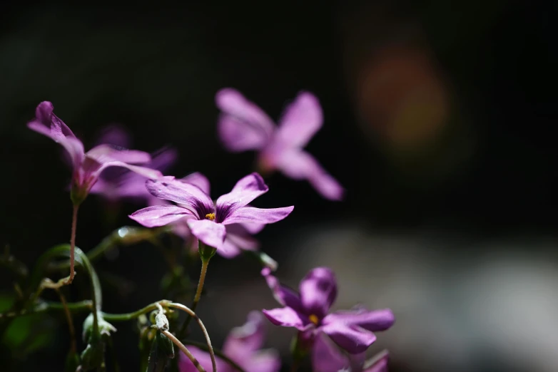 a close up of a bunch of purple flowers, a portrait, unsplash, paul barson, shallow focus background, beatifully lit