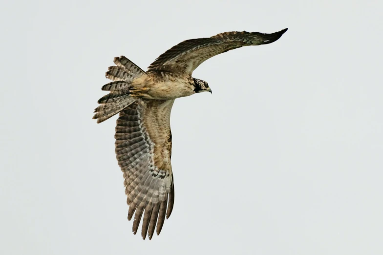 a bird that is flying in the sky, by Greg Rutkowski, pexels contest winner, hurufiyya, on a gray background, hawk, an olive skinned, ultra high res