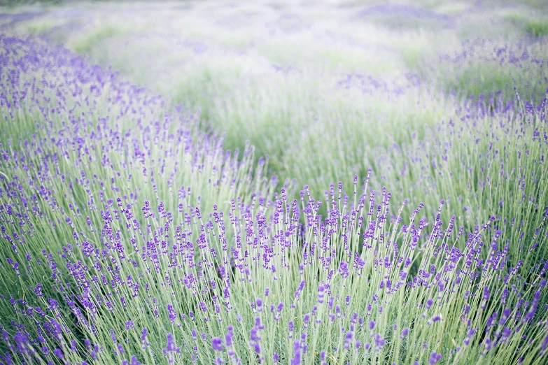 a field filled with lots of purple flowers, by Carey Morris, unsplash, fine art print, gray, dwell, lavender