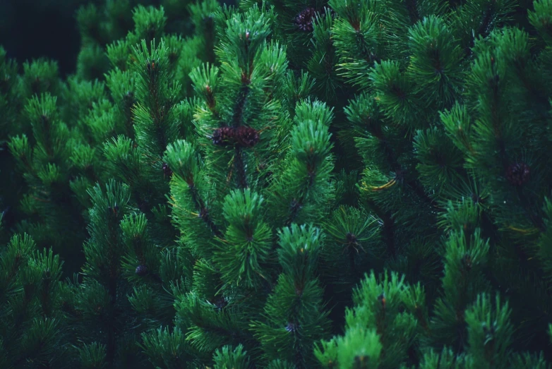 a close up of a bunch of pine trees, an album cover, inspired by Elsa Bleda, unsplash, hurufiyya, green moss, 🌲🌌, good night, an elegant green