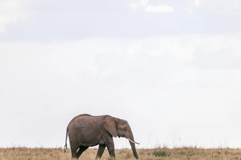 an elephant walking across a dry grass covered field, a picture, by Will Ellis, unsplash contest winner, hurufiyya, very kenyan, minimalist, while it's raining, 🦩🪐🐞👩🏻🦳