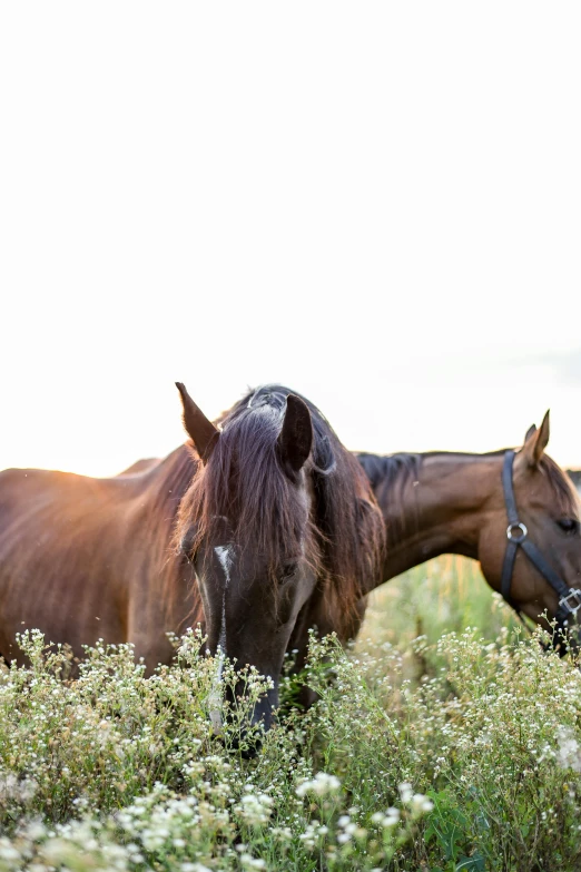 two horses standing next to each other in a field, a portrait, by Lynn Pauley, trending on unsplash, late summer evening, sprawling, idaho, high quality photo