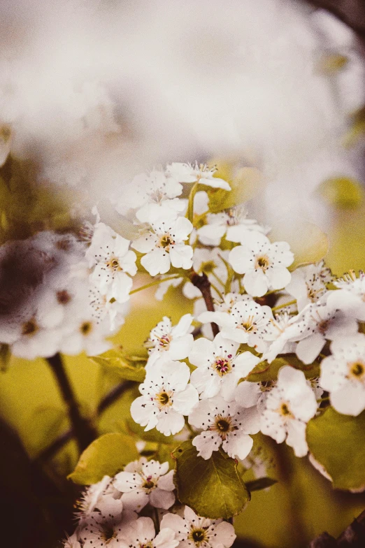 a bunch of white flowers sitting on top of a tree, an album cover, trending on unsplash, romanticism, medium format. soft light, pollen, today\'s featured photograph 4k, multicoloured