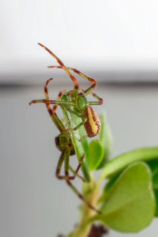 a spider sitting on top of a green plant, two arms that have sharp claws, upclose, contorted, at home