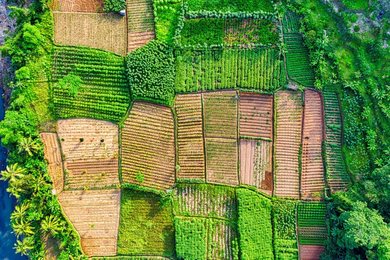 an aerial view of a lush green field, a mosaic, pexels, color field, vietnam, patchwork, hi resolution, square lines