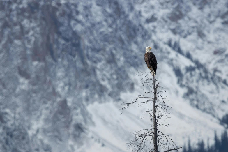 a bald eagle perched on top of a dead tree, by Alison Geissler, pexels contest winner, hurufiyya, in the snow mountains, contain