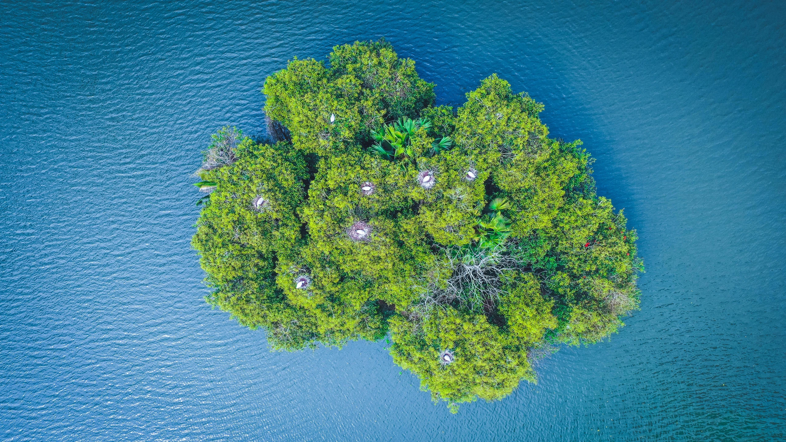 a small island in the middle of a body of water, pexels contest winner, environmental art, in a nest, over the tree tops, gilligan's island, tawa trees