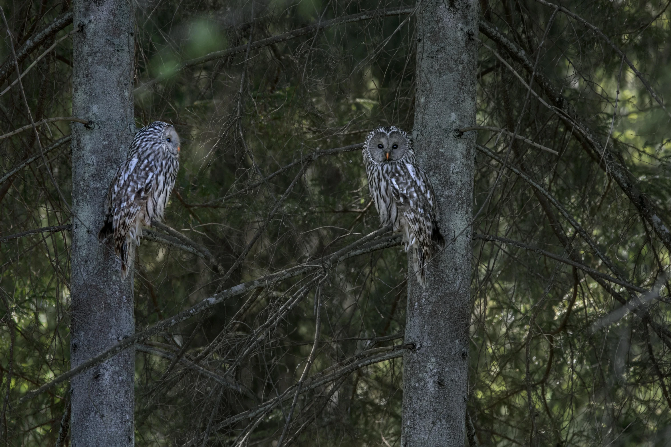 a couple of owls sitting on top of a tree, by Peter Churcher, pexels contest winner, hurufiyya, hides in the shadows of trees, tall large trees, no cropping, two male