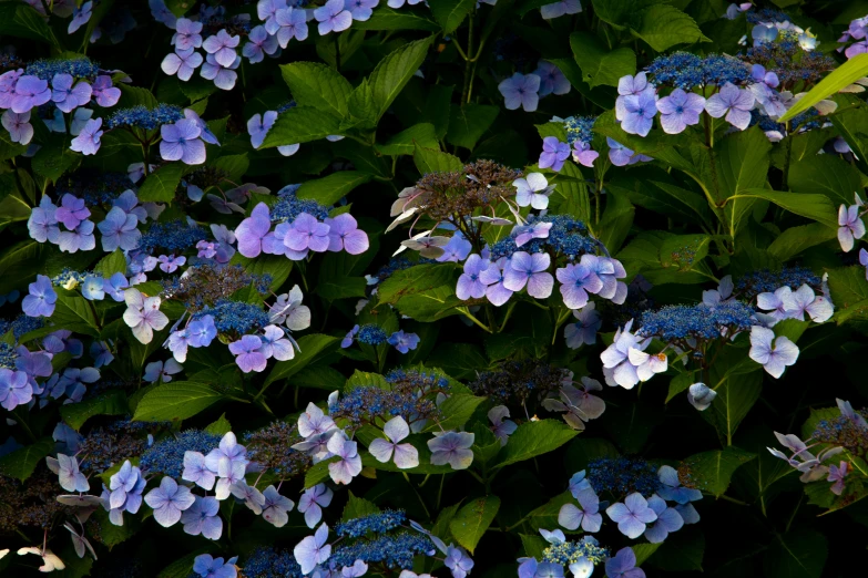 a close up of a bunch of blue flowers, by David Simpson, unsplash, hydrangea, taken with sony alpha 9, purple foliage, overgrown foliage