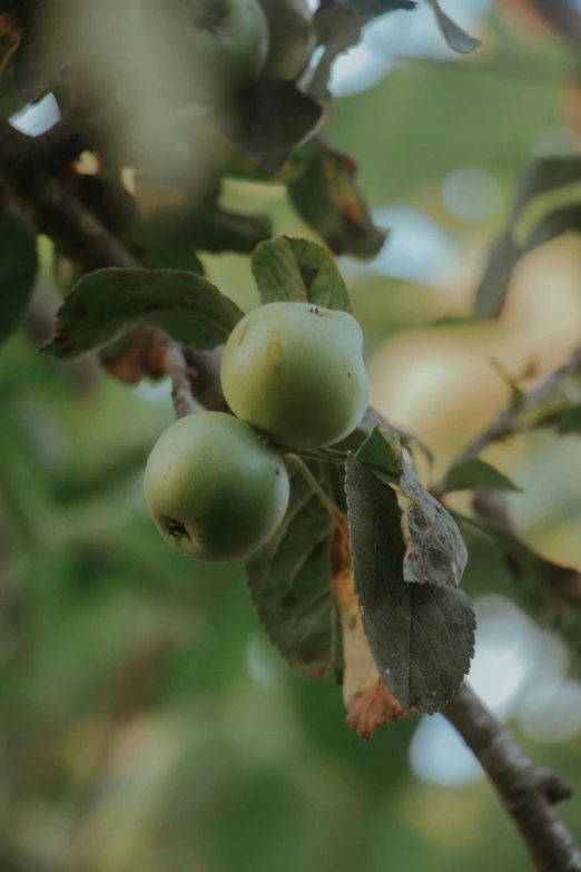 a close up of a branch of an apple tree, a still life, by David Simpson, unsplash, 2 5 6 x 2 5 6 pixels, green apples, color footage, cinematic shot ar 9:16 -n 6 -g