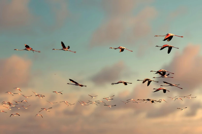 a flock of birds flying in the sky, by Carey Morris, pexels contest winner, surrealism, flamingo, beautiful late afternoon, flying aircrafts, thumbnail