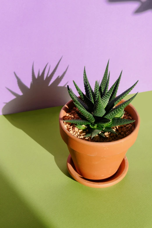 a potted plant sitting on top of a green table, a hologram, inspired by Ceferí Olivé, trending on pexels, spiky skin, long shadow, terracotta, lavender