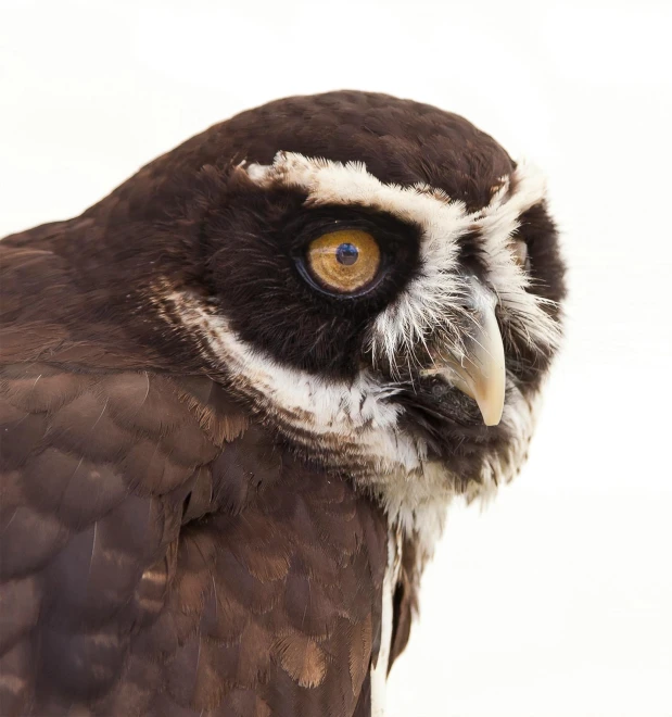 a close up of an owl with a white background, a portrait, pexels contest winner, rounded beak, peruvian looking, large eyebrows, spectacled