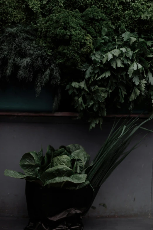 a red fire hydrant sitting next to a potted plant, by Elsa Bleda, renaissance, grey vegetables, ( ( dark green, on a black wall, lettuce