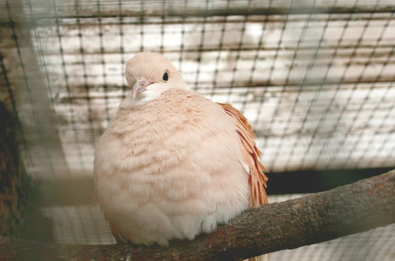 a bird sitting on a branch in a cage, a portrait, inspired by Elsa Bleda, pexels contest winner, renaissance, dove, slightly tanned, instagram picture, in shades of peach