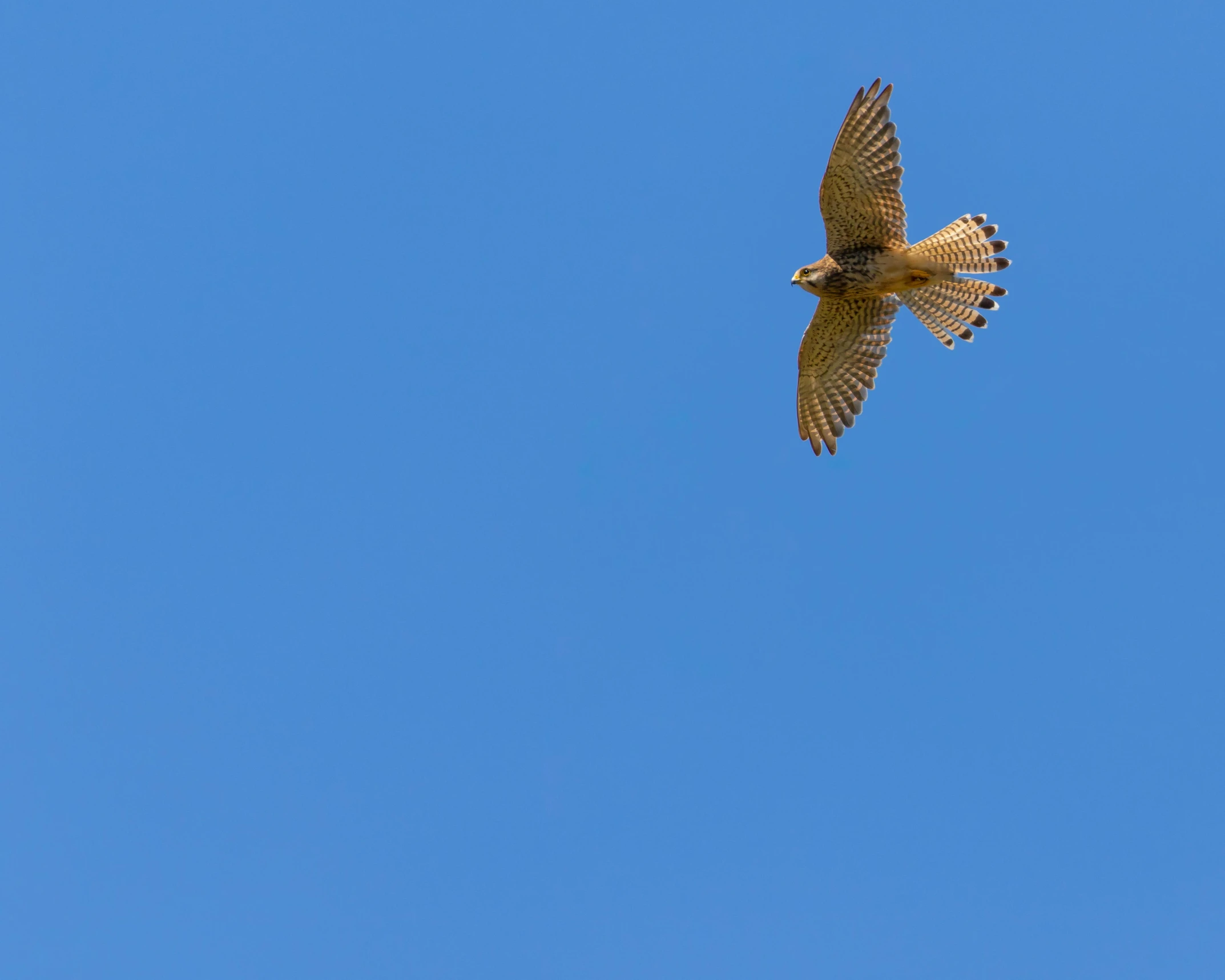 a bird that is flying in the sky, by Peter Churcher, pexels contest winner, renaissance, clear blue skies, merlin, brown, tan