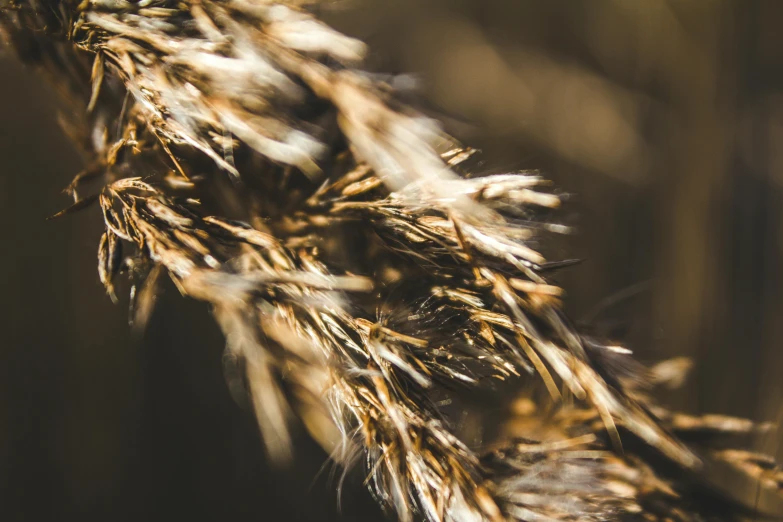 a close up of a bunch of dry grass, trending on pexels, malt, golden hour photo, instagram post, grain”