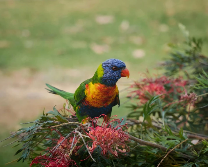 a colorful bird sitting on top of a tree branch, in australia, fan favorite, food, hq print