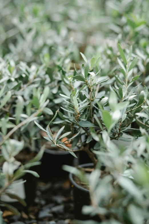 a close up of a plant in a pot, hurufiyya, lots of oak and olive trees, silver hues, professional grade, manuka