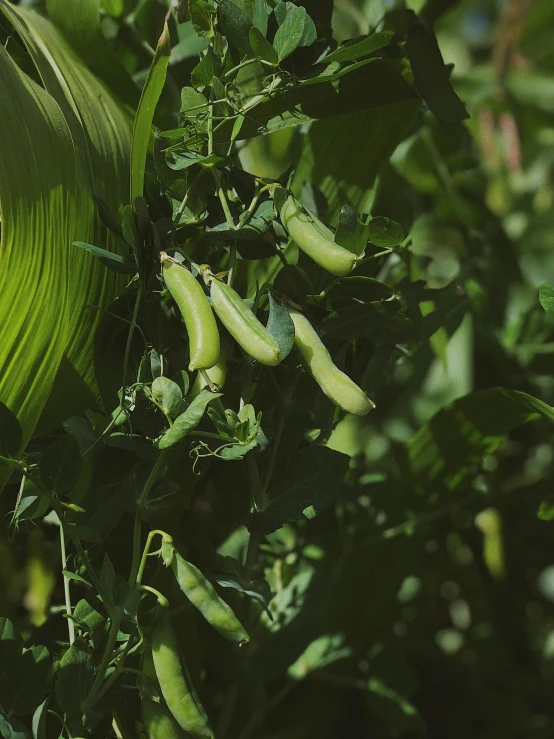 a close up of a plant with green beans on it, a digital rendering, unsplash, multiple stories, corn, exterior shot, background image