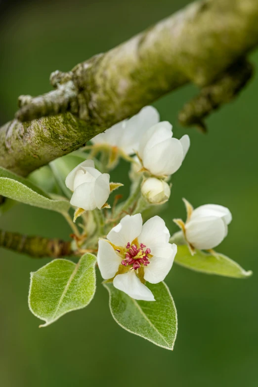 a close up of a flower on a tree branch, a still life, inspired by Jane Nasmyth, unsplash, pear, lush trees and flowers, nothofagus, album