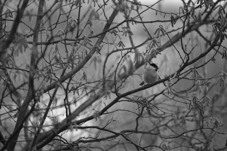 a black and white photo of a bird in a tree, a cold, leaves on branches, fat bird, in an urban setting