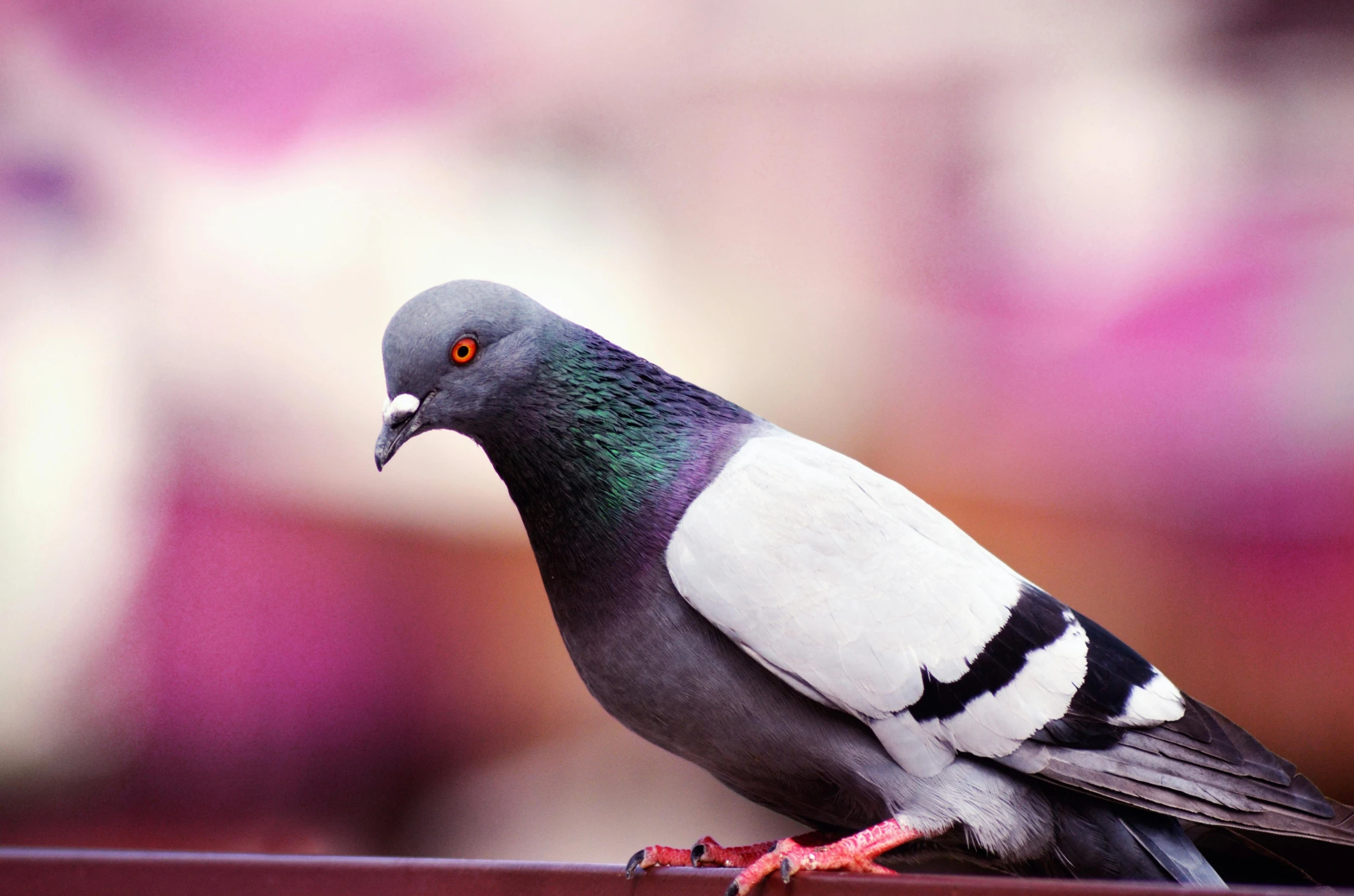 a pigeon sitting on top of a wooden bench, an album cover, pexels contest winner, 4 k hd wallpapear, purple, colorful birds, scandinavian