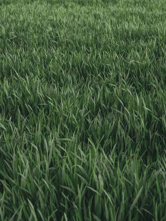 a red fire hydrant sitting in the middle of a lush green field, a digital rendering, by Attila Meszlenyi, unsplash, 8k fabric texture details, immaculate rows of crops, long thick grass, #green