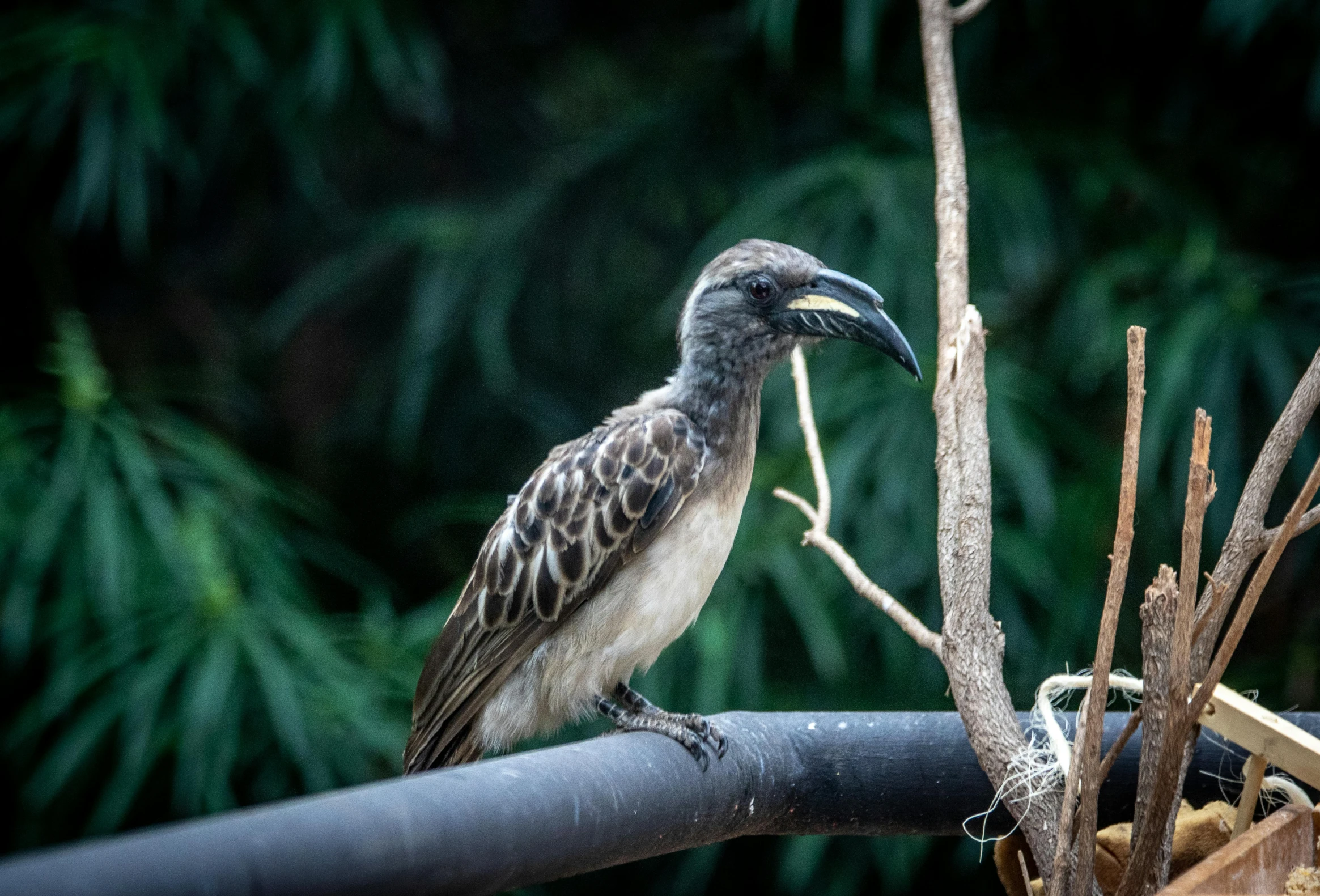 a bird sitting on top of a tree branch, pexels contest winner, sumatraism, long thick shiny black beak, australian, museum quality photo, male emaciated