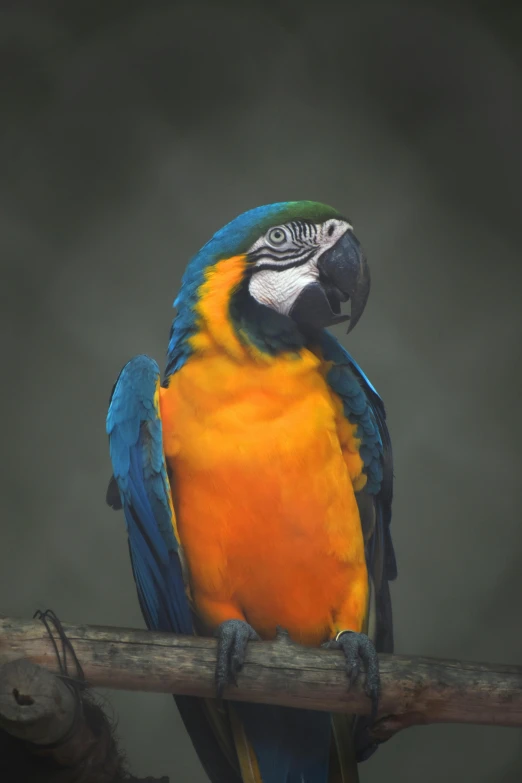 a colorful bird sitting on top of a tree branch, a portrait, pexels contest winner, pararel, orange and blue, a wooden, posed