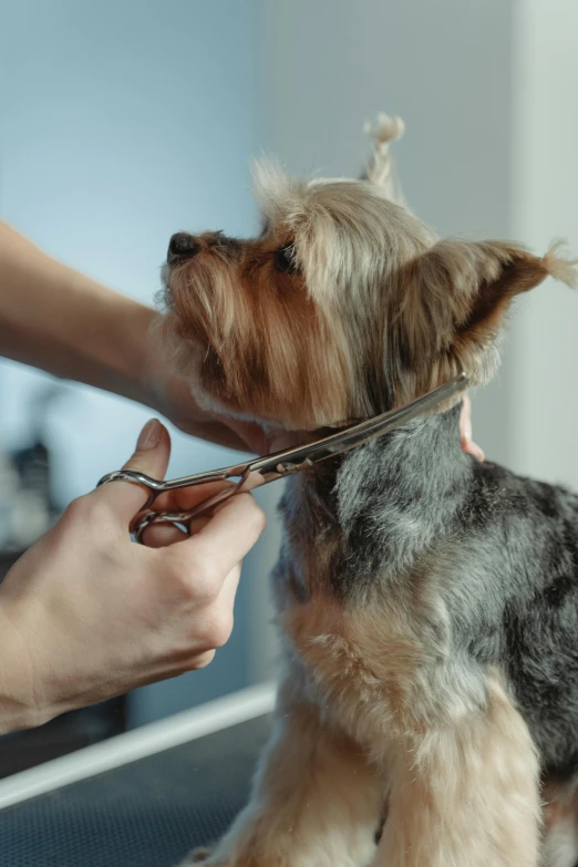 a person cutting a dog's hair with a pair of scissors, trending on pexels, renaissance, yorkshire terrier, rectangle, up-close, a small