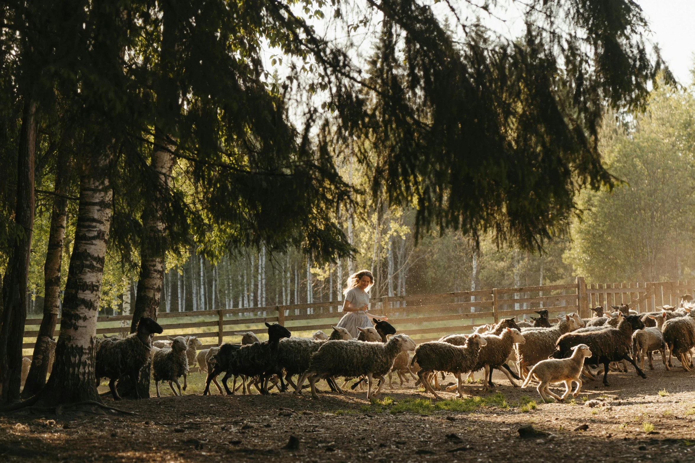 a herd of sheep walking down a dirt road, by Jan Tengnagel, unsplash contest winner, renaissance, sunny day in the forrest, russian village, late afternoon light, mowing of the hay