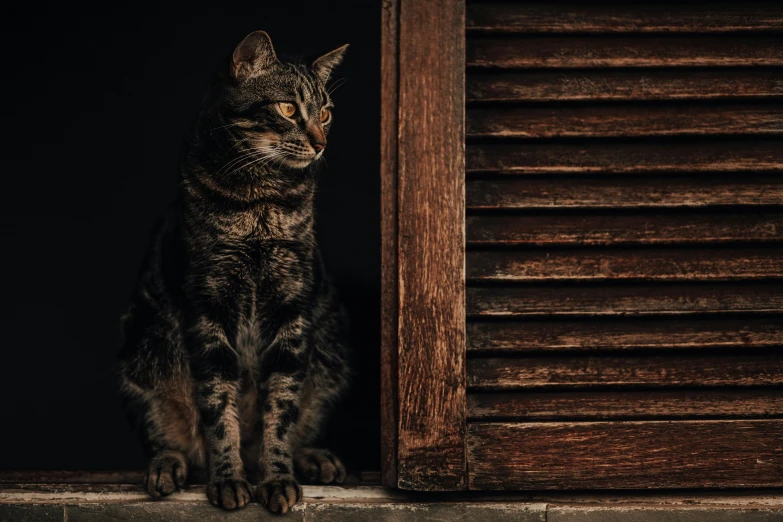 a cat sitting on top of a window sill, a portrait, pexels contest winner, renaissance, shutters, against dark background, leaning on door, brown